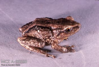 Media type: image;   Herpetology A-95598 Description: Photo of animal in life, taken in the field by Dr. Kenneth Ichiro Miyata. A slide of the photo was scanned in 2012 by Melissa Wooley.;  Aspect: lateral